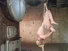 Hogited in upside down suspension caned